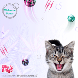 kitty bingo review
